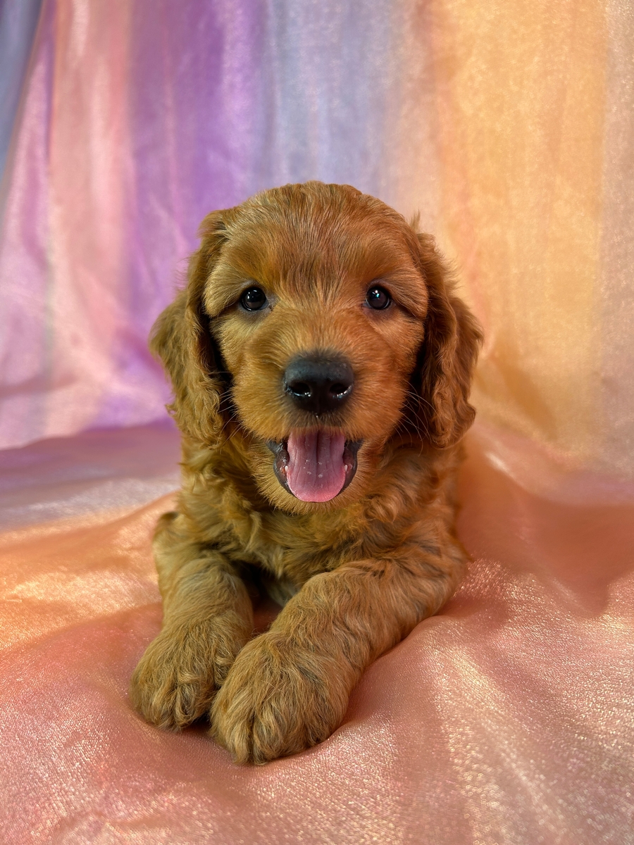 Red F1b Male Mini Goldendoodle Pup for Sale DOB 8-22-2024 $1200